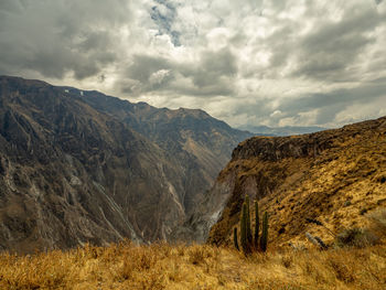 Cruz del condor, colca canyon, peru