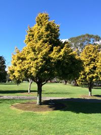 Scenic view of grassy field against blue sky