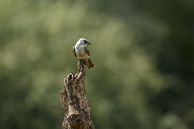 White crowned