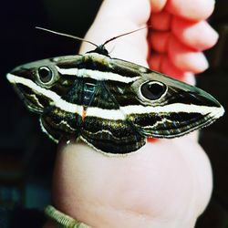 Close-up of butterfly on hand