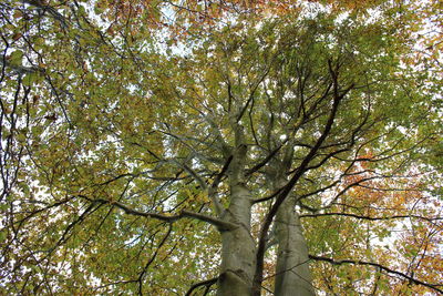 Low angle view of tree against sky