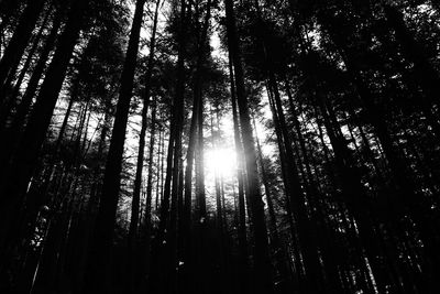 Low angle view of trees in forest