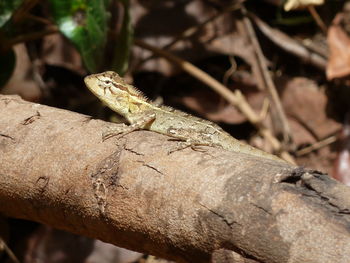 Close-up of lizard