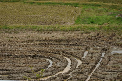 High angle view of agricultural field