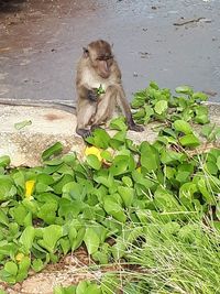 Lion sitting on plant