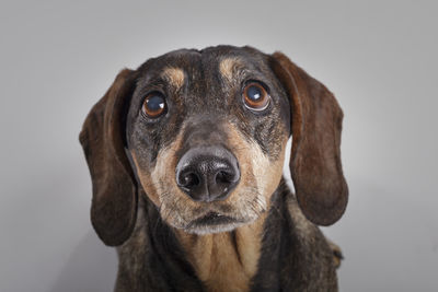 Close-up portrait of dog