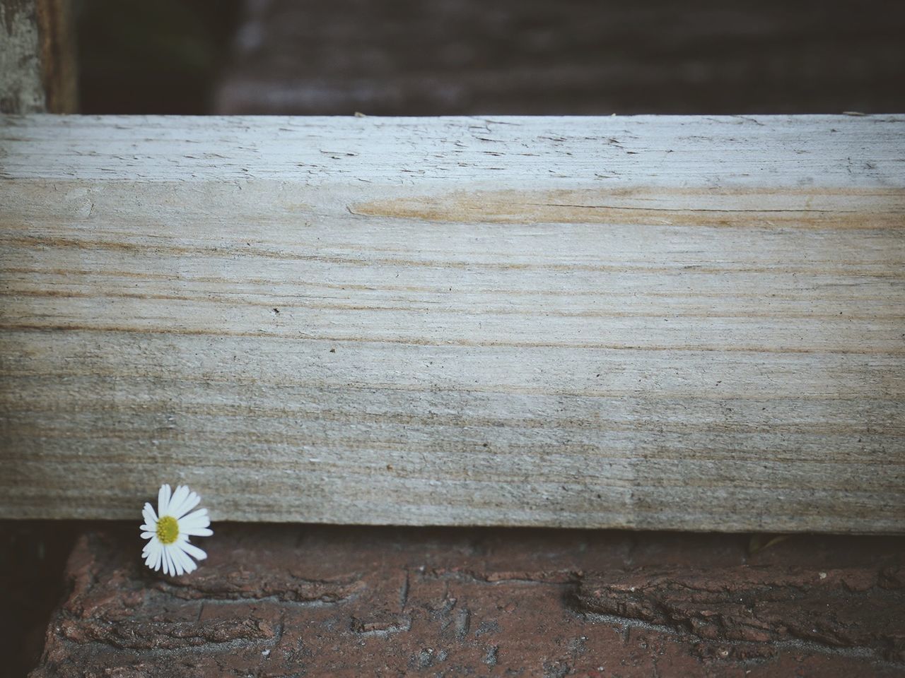 flower, wood - material, fragility, wooden, close-up, petal, freshness, growth, plank, nature, plant, wood, flower head, focus on foreground, high angle view, white color, outdoors, day, beauty in nature, stem