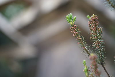 Close-up of plant against blurred background