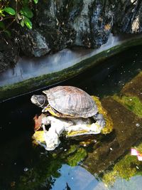 High angle view of turtle in lake