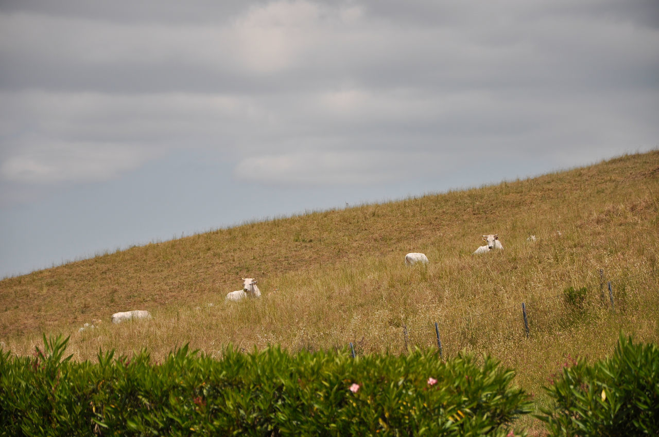 VIEW OF SHEEP ON LANDSCAPE