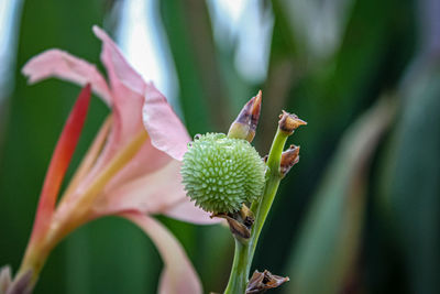 Close-up of insect on plant