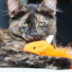 Close-up portrait of cat