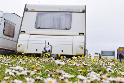 White flowering plants on field