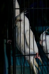 White bird in cage