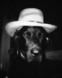 Portrait of dog in hat