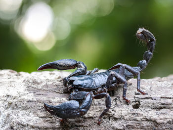 Close-up of scorpion on fallen tree