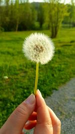 Close-up of hand holding dandelion against grassy field