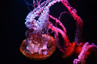 Colored jellyfish in the dark water.