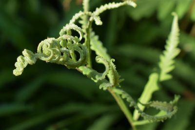 Close-up of fern on plant