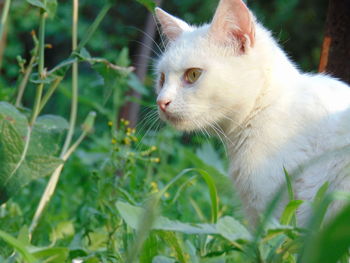 Close-up of a cat looking away