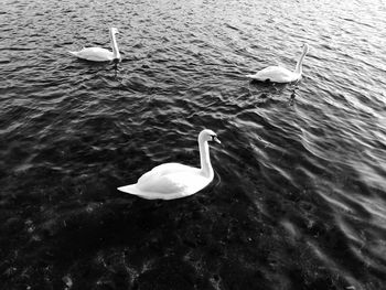 High angle view of swan swimming in lake