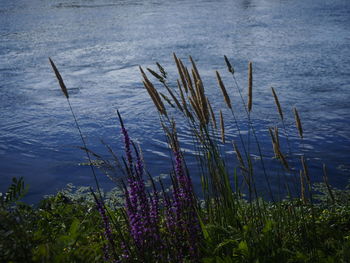 Close-up of plants growing in lake