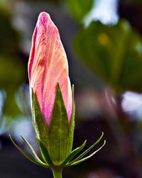 Close-up of pink rose plant