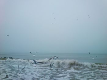 Seagulls flying over black sea against clear sky