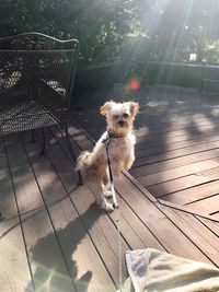 Dog in sunlight