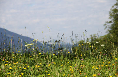 Yellow flowers growing in field