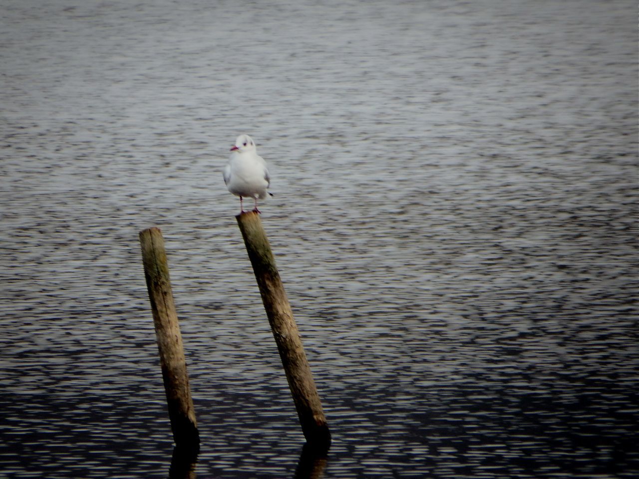 water, bird, animal themes, wooden post, animals in the wild, wildlife, lake, perching, one animal, wood - material, sea, nature, pole, rippled, day, reflection, outdoors, waterfront, tranquility, no people