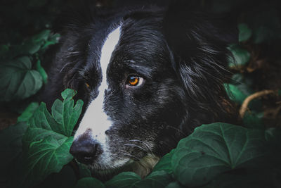 Close-up of dog looking away