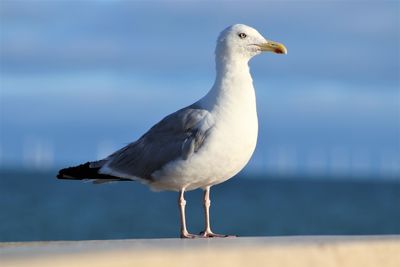 Seagull perching on a sea