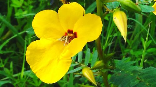 Close-up of yellow day lily blooming outdoors