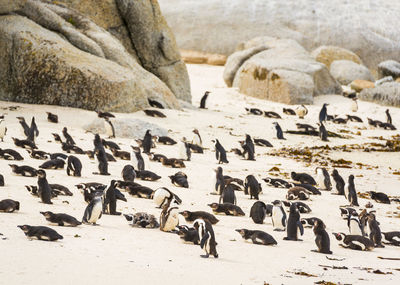 Flock of birds on beach