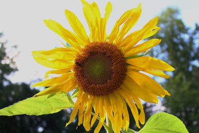 Close-up of sunflower