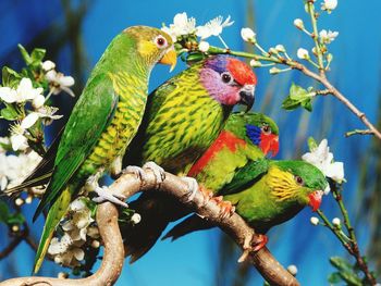 Close-up of parrots perching on branch