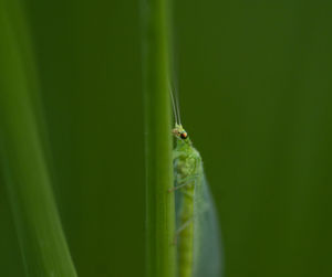 Close-up of insect on green leaf