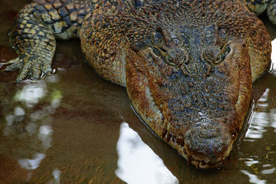 Close-up of crocodile in water