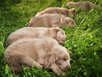 Close-up of sheep sleeping on field