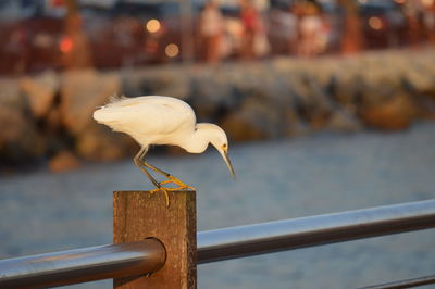 Close-up of seagull perching on wooden post