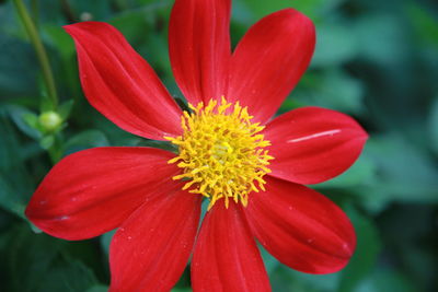 Close-up of fresh red flower blooming outdoors