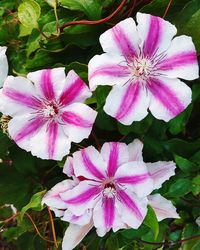 Close-up of pink flower blooming in garden