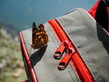 Close-up of butterfly on flower