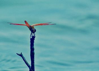 Close-up of bird flying against sky