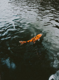 High angle view of fish swimming in lake