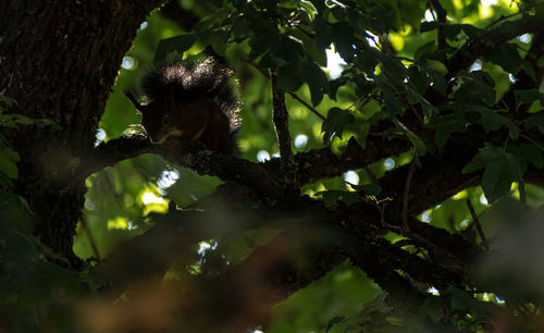 Low angle view of squirrel on tree