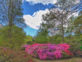 Flowers growing in park against sky