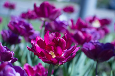 Close-up of pink flower