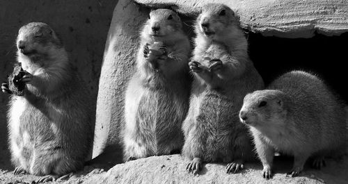 Close-up of marmots on rock